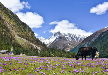 Golden Triangle Of East Himalaya